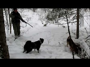 Dogs vs wild boar. Wild boar hunting with dogs. Dogs work on a hunt