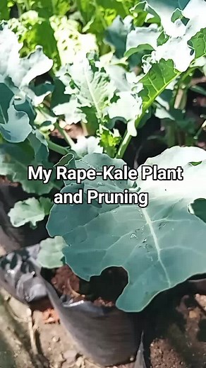Planting and Pruning Kale: A Gardening Guide