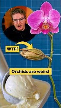 Why Orchids Are Weird (and in your ice cream)