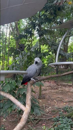 Talking African Grey Parrot Says HELLO 🦜😲 | Bird Paradise Singapore #Shorts