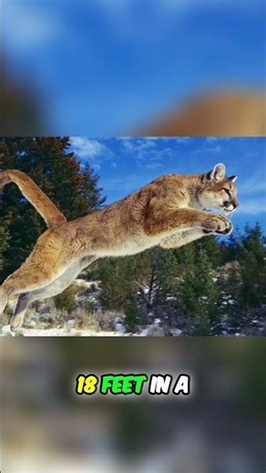 Apex Predator: The Silent Hunter That Stalks its Prey