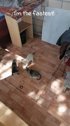 367 🐱 Who's actually the fastest?😂 #funny#cats#cat mom#shorts