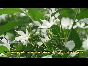 "The Fascinating Story Behind Sampaguita - The National Flower of the Philippines"