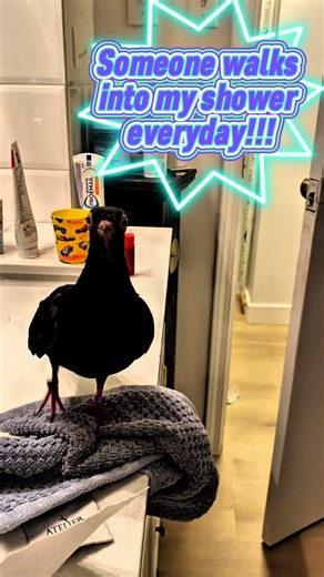 My shower’s interrupted everyday!! #funnyvideo