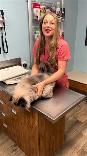 MAD CAT 😡 🐱 Pooping outside the litter box! Here are a few reasons cats do this: 1. Stressed out… everything stresses cats out! Nee people in the house, new furniture, new pet… looking at them the wrong way! 😳 2. Not cleaning the litter bix enough. You nedd to scoop or make sure your litter robot is working twice a day! 3. Sick! They could be sick with a UTI or Pancreatitis or something else making them uncomfortable and they’re trying to tell you something. 4. Behavioral issues. This could b