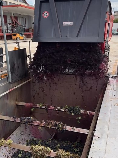 The Winemaking Process: From Grapes to Wine