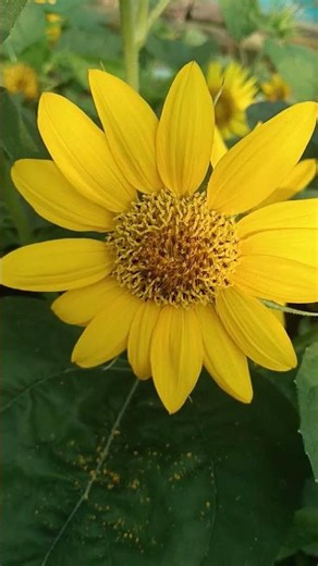 natural beauty of yellow colour sunflower 🌻🌞