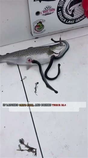 Blood-Drinking Fish 🩸 You’ve Never Heard Of #shortsfeed #shorts #lamprey #fish