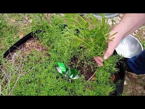 Harvesting and Dehydrating Cleavers - (Galium aparine)