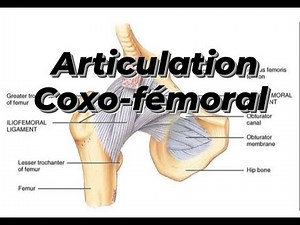 ARTICULATION COXO FEMORAL