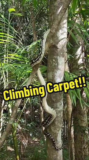 Amazing Snake Climbing Ability Explained! Carpet Pythons and many other species of both non venomous and venomous snakes are incredible climpers. We released a Carpet Python yesterday who decided to go for a climb at the release spot. Whilst the snake is climbing straight up the trunk of the tree I explain exactly how the snake does it. They are so strong and incredible animals. Stu 0409536000
