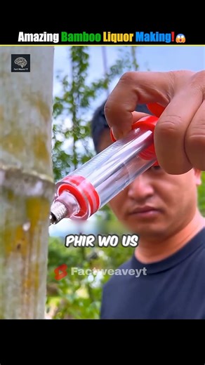 Alcohol Stored Inside Living Bamboo! #facts #mystery