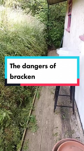 Understanding the Dangers of Bracken Plants