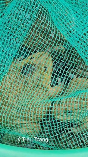 40K views · 1.4K reactions | The poor old woman and the homeless girl hurried to find firewood to burn on the cold rainy day. #lifesingle #singlemother #lytieuca | Collection | Facebook