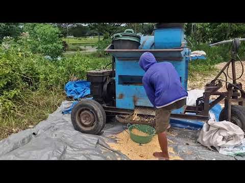 FARMERS’ SECRET: THRESH CORN IN MINUTES WITH MODERN TECHNOLOGY! - Agriculture Farming