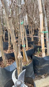 231K views · 1K reactions | pomegranate pruning | Garden Roses Tahiri | Facebook