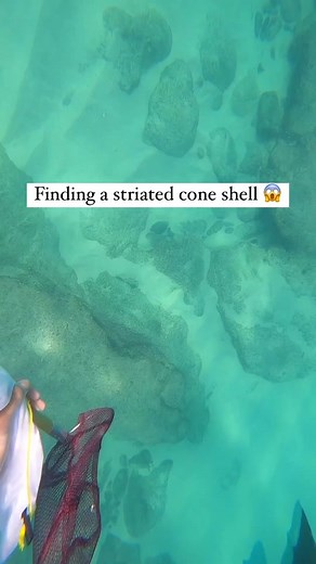 Hawaii Seashells Underwater Discovery