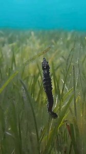 Graceful seahorse dancing in tune with the ocean's rhythm, ready to make waves! What was your best underwater sighting today? 📸 @localfemunu | DeeperBlue.com