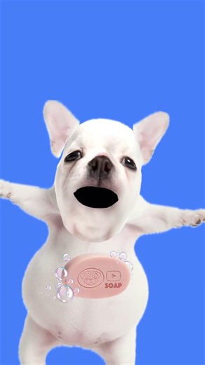 I am pibble #foryou #foryourpage #subscribe #trend