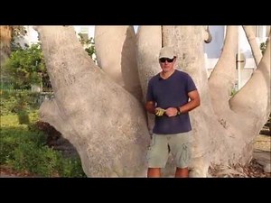 The African Baobab Tree (Adansonia digitata) - A description from the Arabian Peninsula
