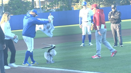 UCSB wins "wild" game as a pelican delays action in the 4th inning