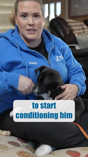 3.4K views · 32 reactions | McCann Professional Dog Trainers on Reels | Facebook