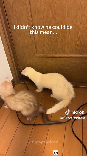 Funny Ferret Moments & Cuteness Overload!