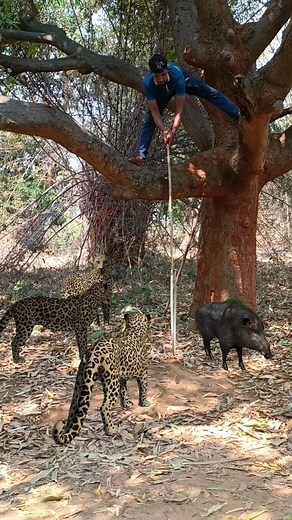 Three Cheetah 🐆 Catching Pig #reels #virals #Amazing #viral | Biswajit Behera