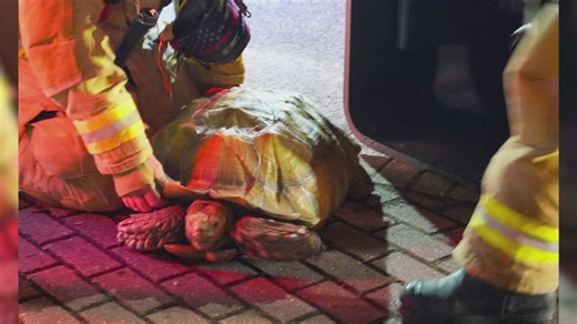 Firefighters battle blaze in Santa Rosa Beach, 100-pound tortoise rescued
