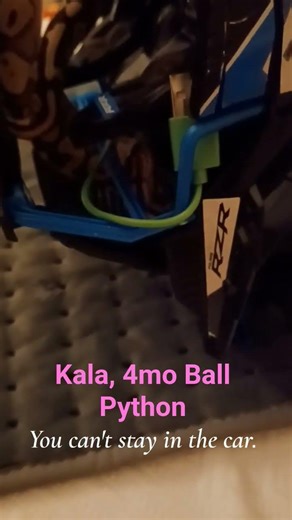 She likes hiding in his toys but she'll get stuck. #ballpython #cute #babyballpython #behavior