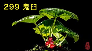 299 鬼臼——又名八角莲、八角乌、独荷草、山荷叶