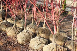 How To Move A Balled And Burlapped Tree