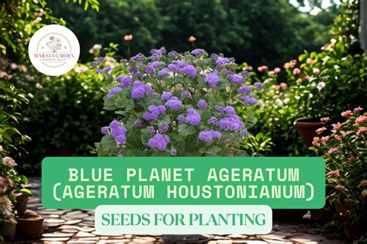 1000 Blue Planet Ageratum Seeds – Ageratum Houstonianum – Fluffy Blue Flowers for Borders, Beds & Pollinator Gardens - Etsy