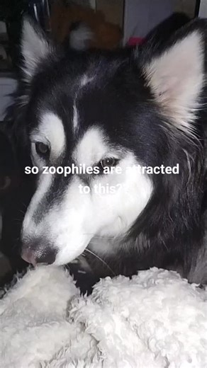 Understanding Zoophilia: The Controversial Topic Explained
