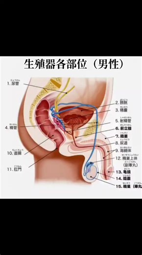 男性生殖器の特徴と健康