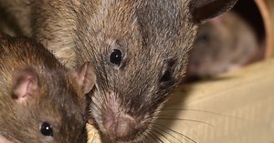 The Cornwall rat map reveals where you're most likely to see vermin