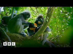 Monkey family defends baby from python | BBC Global