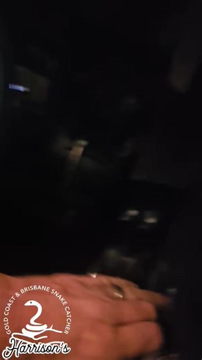 4.8K views · 87 reactions | Carpet python in eight mile plains | Harrison's Gold Coast and Brisbane Snake Catcher | Facebook