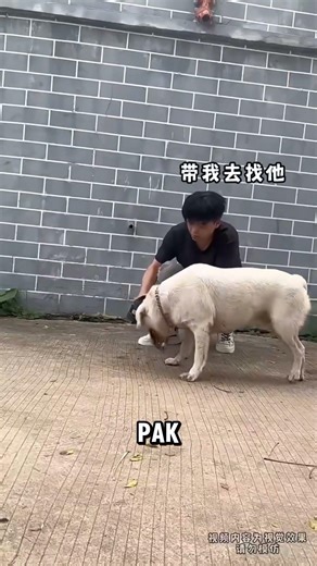 pak guru kabur dari rumah😂