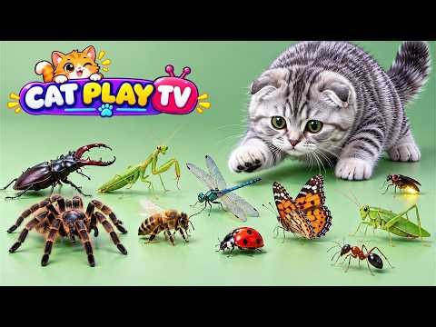 CAT TV 🐱 Mice, Lizards & Fish | Videos for Cats to Watch | Interactive Games for Indoor Cats