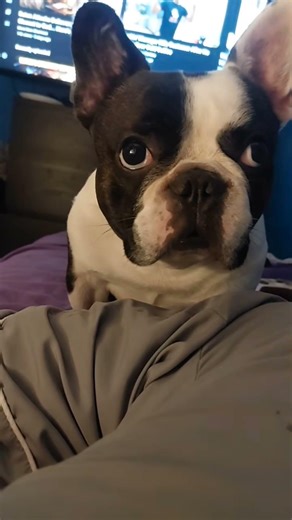 Like? ❤️ #dog #dogvideos #cute #puppy #dogs #Frenchie #blessed #pets #love #trending #fyp