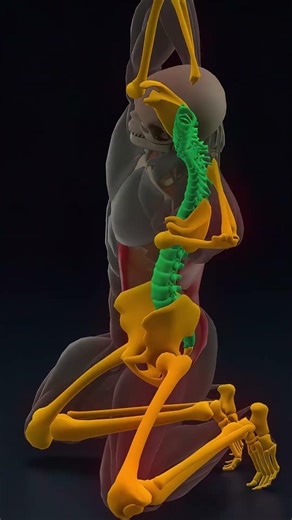 Side Bend Stretch for Spinal Mobility, Lats, Obliques and Full Back Tension Relief #shorts