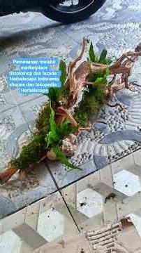 wood aquarium aquascape natural style #wood #natural #natureaquarium #aquarium #aquascape