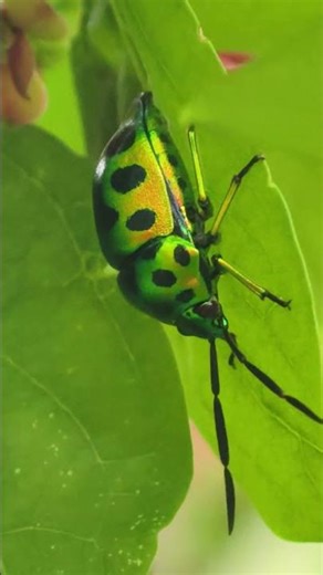 Beautiful color insects #shorts