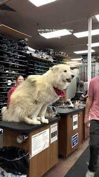 The dog understands everything I say.🤣🐶✨#funnydogs #dogsoftiktok #usa #funnyvideos #dog