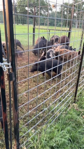 175K views · 3.5K reactions |  Pig season is here… and the hogs...