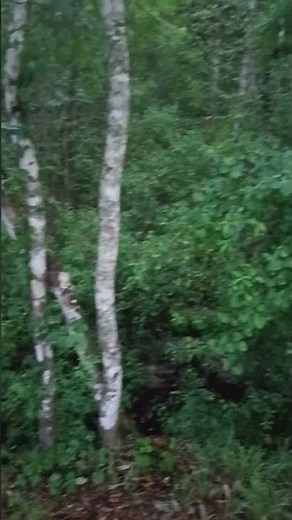 Bird voiced tree frogs singing. #frogs #nature #wildlife #outdoors #beautyinnarure #horsebackriding