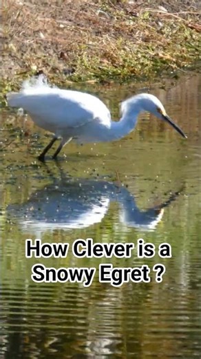 Snowy Egret vs. slippery fish? #shorts #birds
