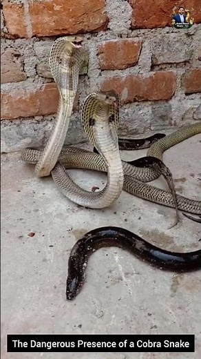 The Dangerous Presence of a Cobra Snake #snake #wildliferescue #cobra #wildlifeentertainment