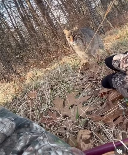 Bobcat attacks Wisconsin turkey hunter teen all caught on video - Pet Rescue Report